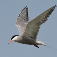 White-cheeked Tern